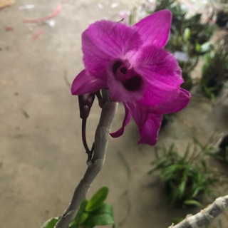 Phong lan phi điệp tím