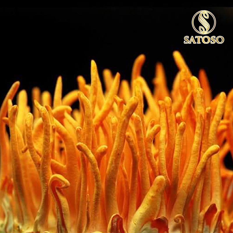 Đông trùng hạ thảo 5g sấy thăng hoa thương hiệu SATOSO SA001