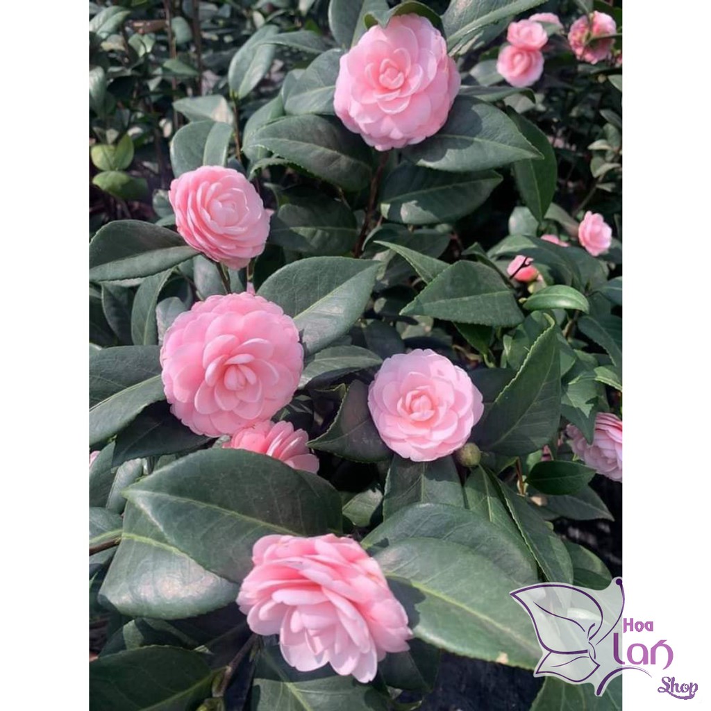 Trà My Cổ 🌸FREESHIP🌸 BẠCH TRÀ - CUNG ĐÌNH HỒNG - THÂM BÁT DIỆN