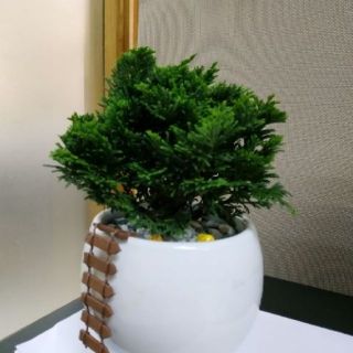 Cây tùng trắc
