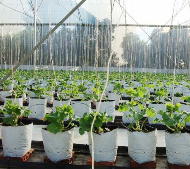 Túi PE trồng cây 1kg