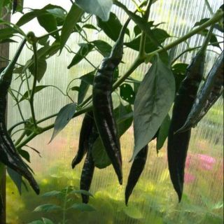 HẠT GIỐNG ỚT CAY XANH ĐEN THÁI LAN