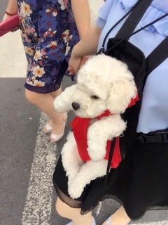 ĐỊU DÀNH CHO CHÓ MÈO