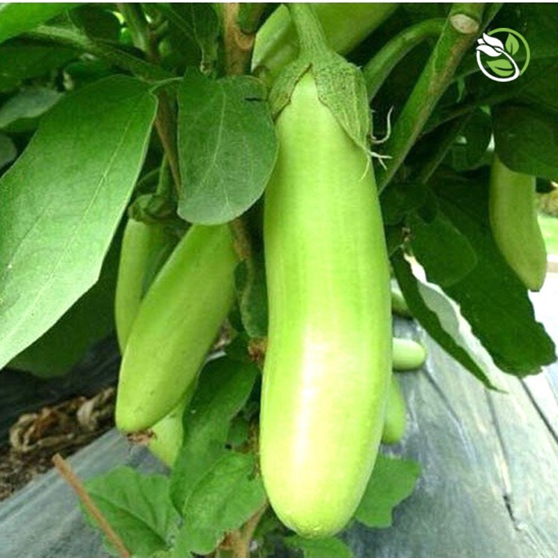 Hạt Giống Cà Xanh Mỡ PN-222 Phú Nông - Gói 0.2g - Eggplant F1