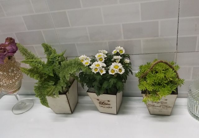 Chậu gỗ trồng sen đá Mini