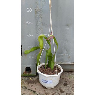 Nhật Quỳnh trắng