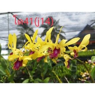 Cây hoa lan dendro nắngThỏ Vàng lưỡi đỏ( giống mới)