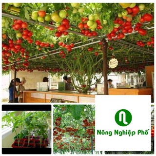 Gói 30 hạt giống cà chua leo giàn PHUNONG