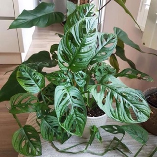 Cây trầu bà lá lỗ