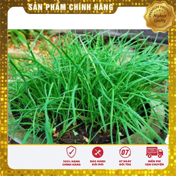 Hạt giống hẹ ta rau gia vị - 10gr