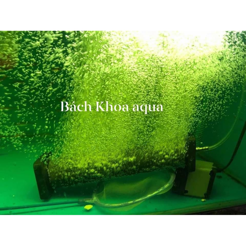 Qủa sủi trụ size lớn