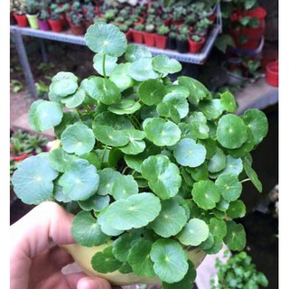 Hạt giống cỏ đồng tiền ( gói 50 hạt )