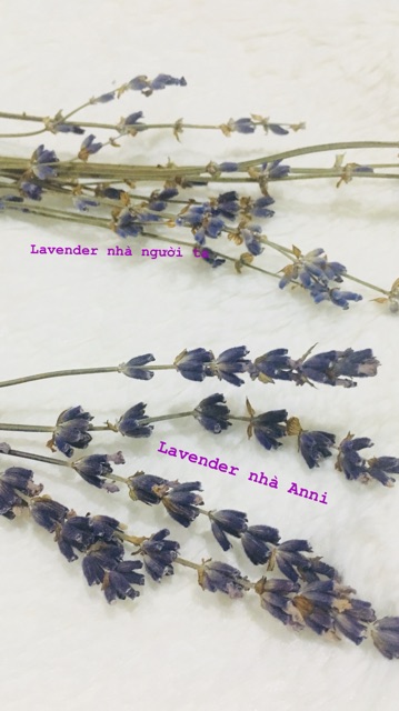 Hộp hoa Lavender Pháp
