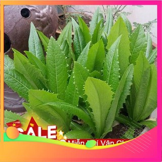 Hạt giống rau diếp thơm-300 hạt vietgar