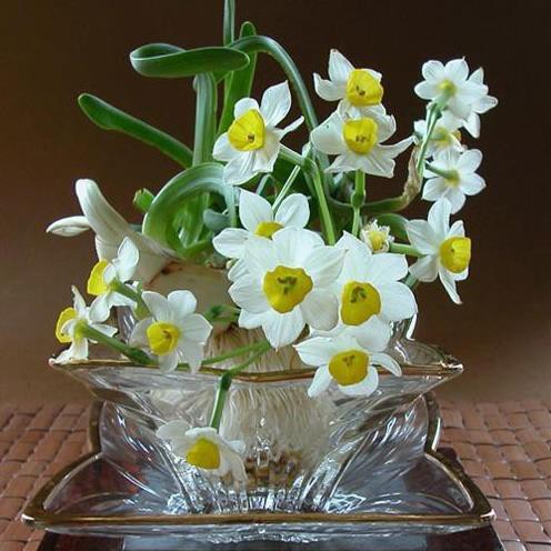 Củ Hoa Thủy Tiên Nước Hoa Trắng Nhụy Vàng