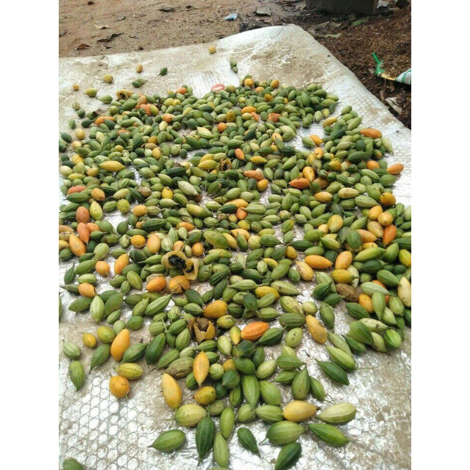 1kg khổ qua rừng nguyên trái