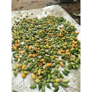 1kg khổ qua rừng nguyên trái