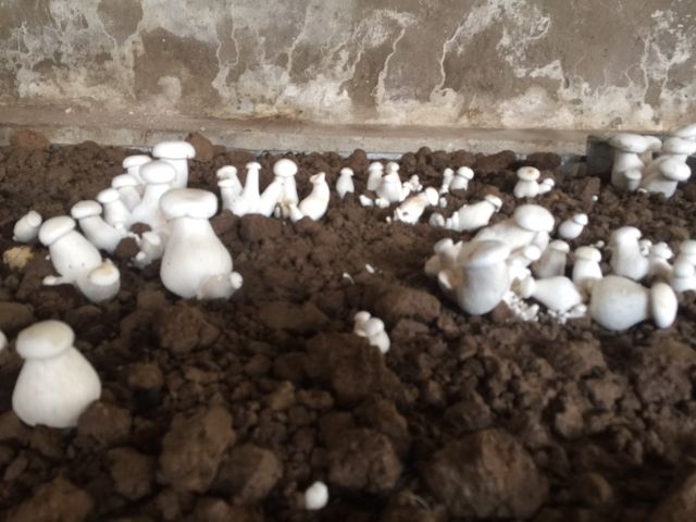 Phôi nấm đùi gà | BigBuy360 - bigbuy360.vn