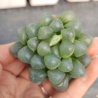 Haworthia cooperi