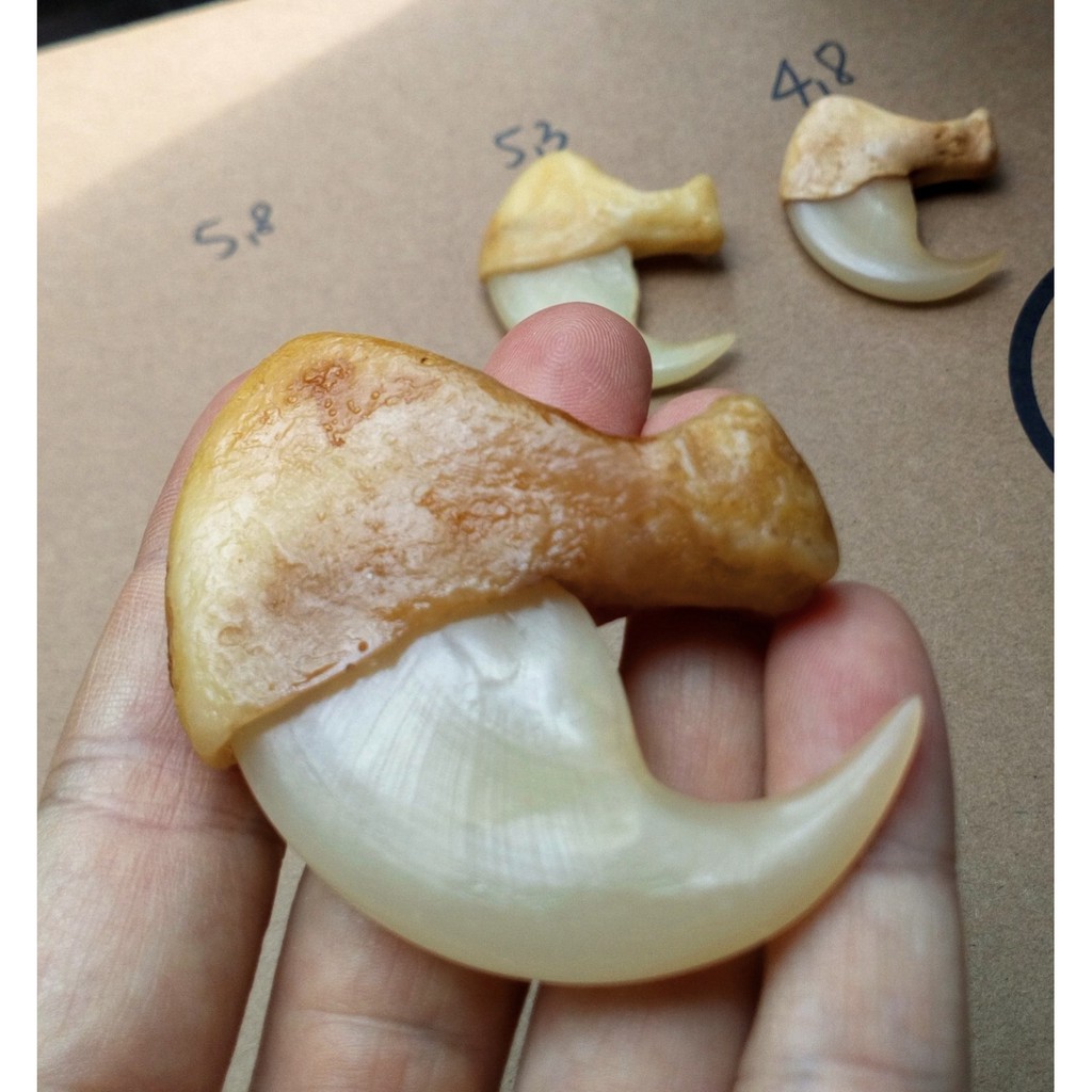 Móng cọp nhân tạo 5.5cm