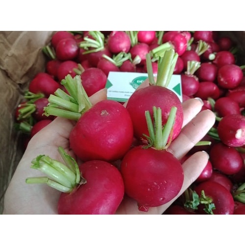 Shop 1K - Hạt Giống Củ Cải Đỏ Cherry Mini F1 chịu nhiệt