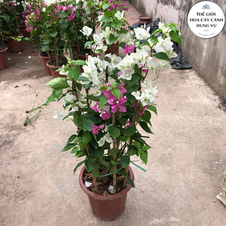 Cây hoa giấy Hai màu trưởng thành cao 80-1m .