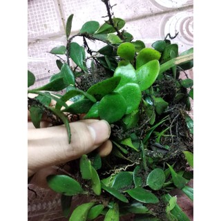 Cây lá quấn lũa bán cạn 1 hộp