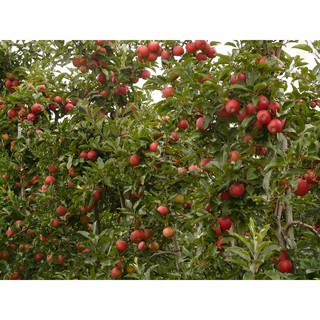 Cây giống táo đỏ, táo tây, cây bôm - Pomme - Trang Flower