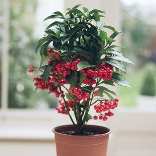 Hạt giống Kim Ngân Lượng (cây chiêu tài, chiêu lộc) dễ trồng có hướng dẫn gieo ươm, gói zin của công ty