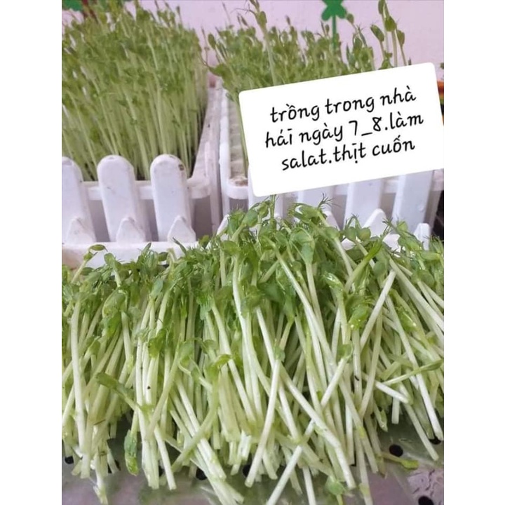 100 GR HẠT GIỐNG RAU MẦM ĐẬU HÀ LAN