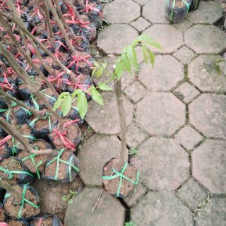 Cây giống quả óc chó
