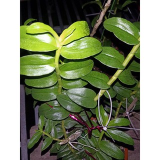 ki phi điệp bản lá đẹp