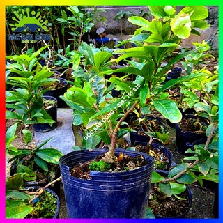 Mai Cúc Bonsai Mini