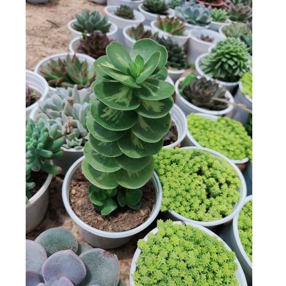 Sen đá BÈO xinh xắn - Vườn Đà Lạt