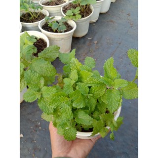 Cây Bạc hà Sả Chanh _ LEMON BALM 💪