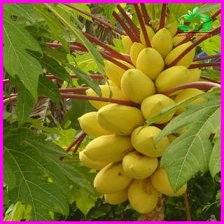 [ Hạt giống Cây ăn trái] Gói 5 hạt giống đu đủ vỏ vàng F1 Thái Lan - Mina Shop