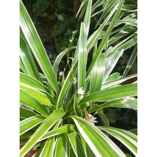 Cây ngải Nàng Rù (Cỏ lan chi)