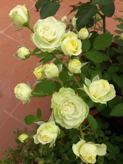 Hoa hồng giống. Rễ trần ( miễn ship )