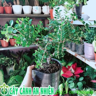 Cây linh sam núi