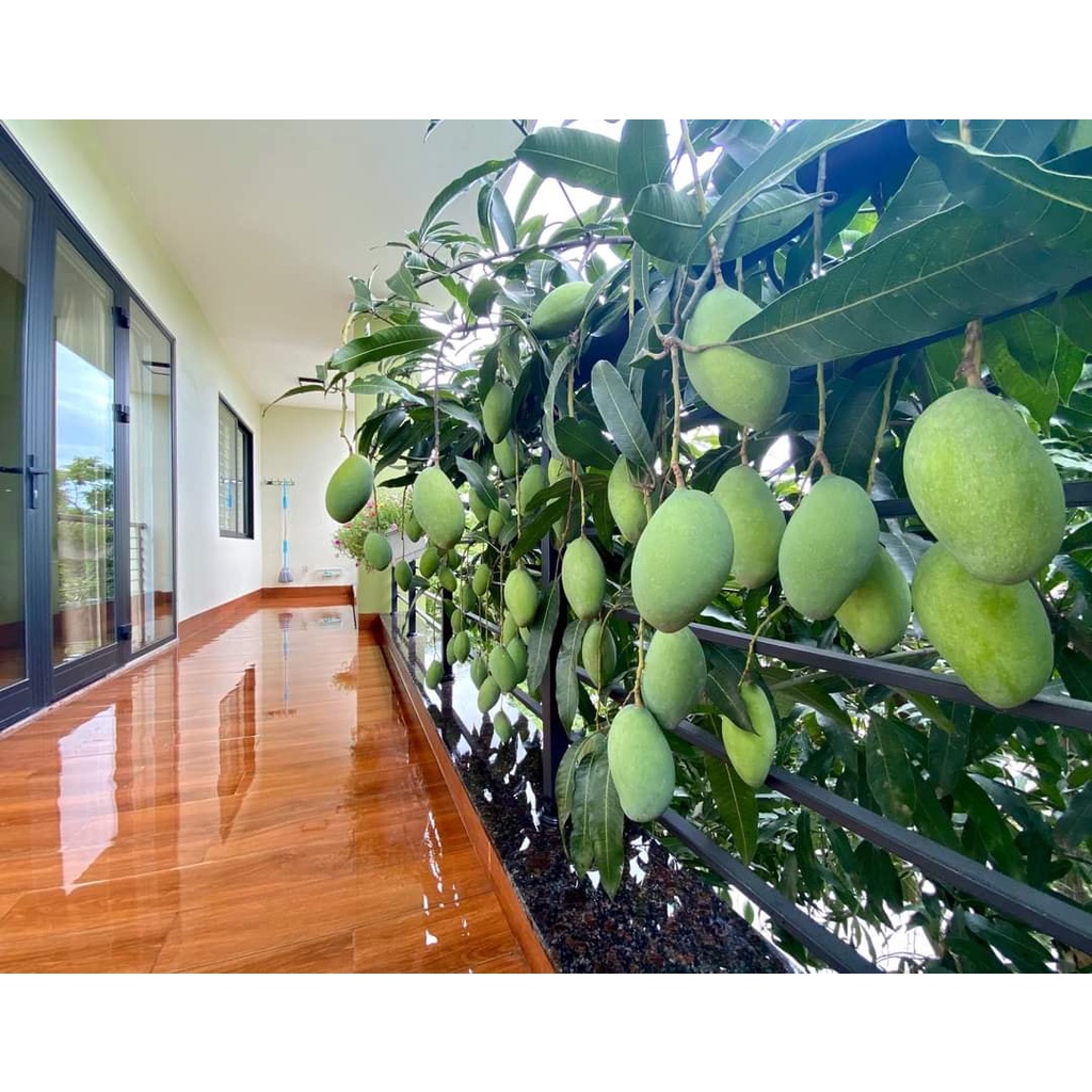 GIỐNG CÂY XOÀI GHÉP 1 NĂM CÓ TRÁI TRỒNG CHẬU SIÊU QUẢ