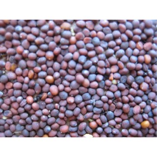 Hạt giống rau mầm củ cải trắng 100gam