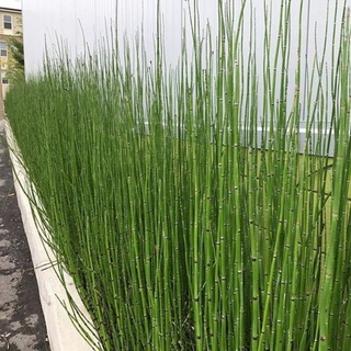 Cây 🌲 Thiền Trúc (trúc ko lá)