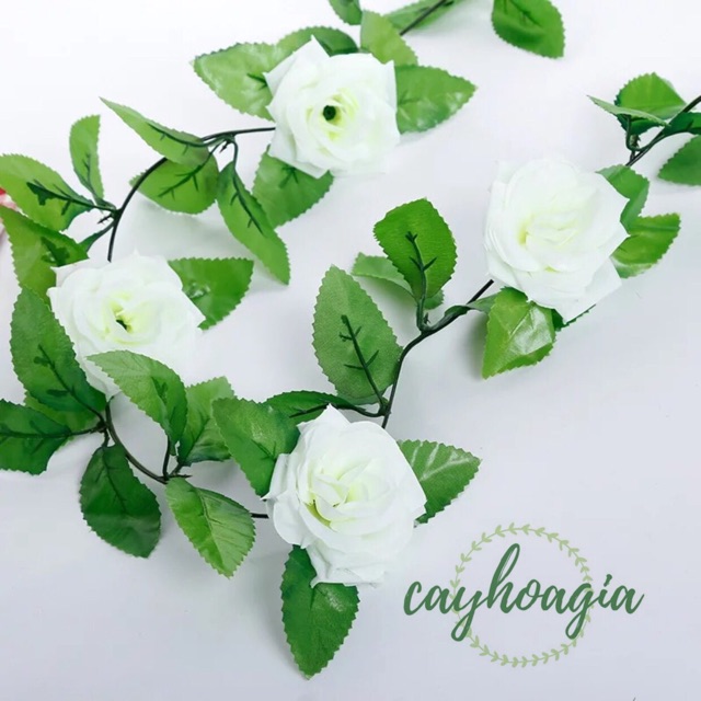 Dây leo hoa hồng trang trí