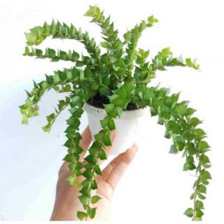 CÂY LAN TIM MINI ĐỂ BÀN 