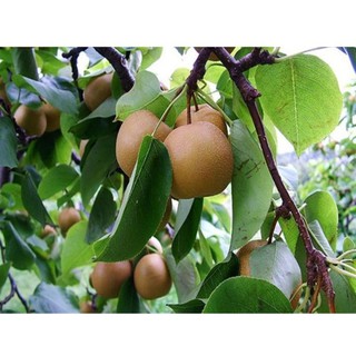 Cây giống lê nâu mắc cọp + Tặng phân hữu cơ cao cấp