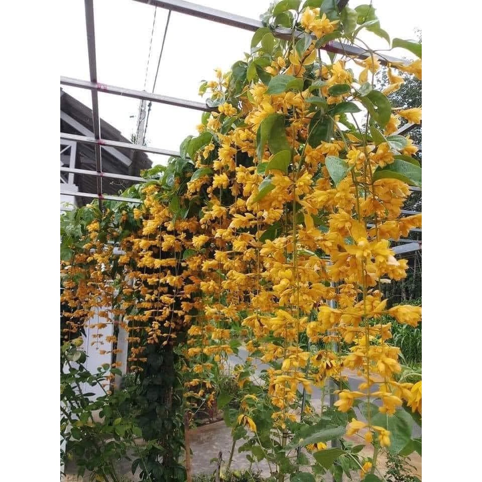 Lan Hoàng Dương/ Chuỗi ngọc vàng - Trang Flowers