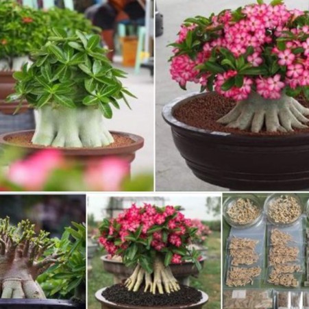 Hạt giống hoa sứ kim tư tháp ( 5 hạt Tặng 5 viên nén xơ dừa ươm hạt )