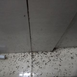 Combo 2 lọ Thuốc diệt kiến, gián sinh học