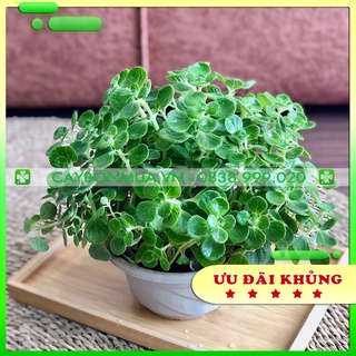 [Mua 5 tặng 1] Cây Sen Lá Thơm, cây Nhất Mạt Hương, cao 25cm đuổi muỗi hương thơm thư giãn