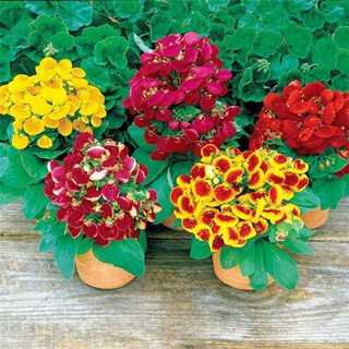 Hạt giống hoa huyền sâm mix dễ trồng - tặng gói hạt giống ngẫu nhiên